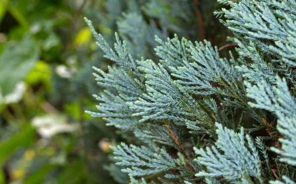  - Essential Oils